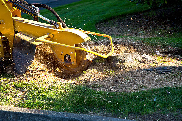 Best Tree Trimming and Pruning  in Heartland, TX