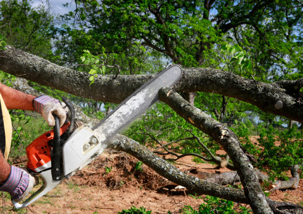 Best Tree Removal  in Heartland, TX